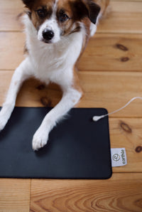Chien posant ses pattes sur le tapis de bureau de mise à la terre Earthle, sur un plancher en bois